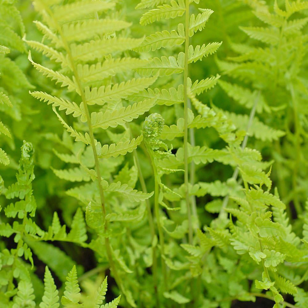 Thompson and Morgan Shuttlecock Fern Plant Pot 9cm 3 Pack Image 1