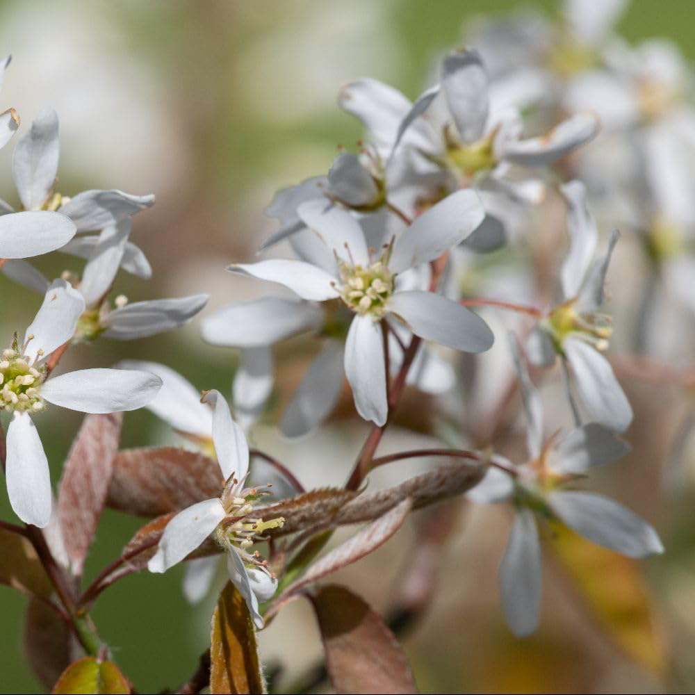 Thompson and Morgan Amelanchier Lamarckii Multi-Stemmed Bare Root Tree Image 1