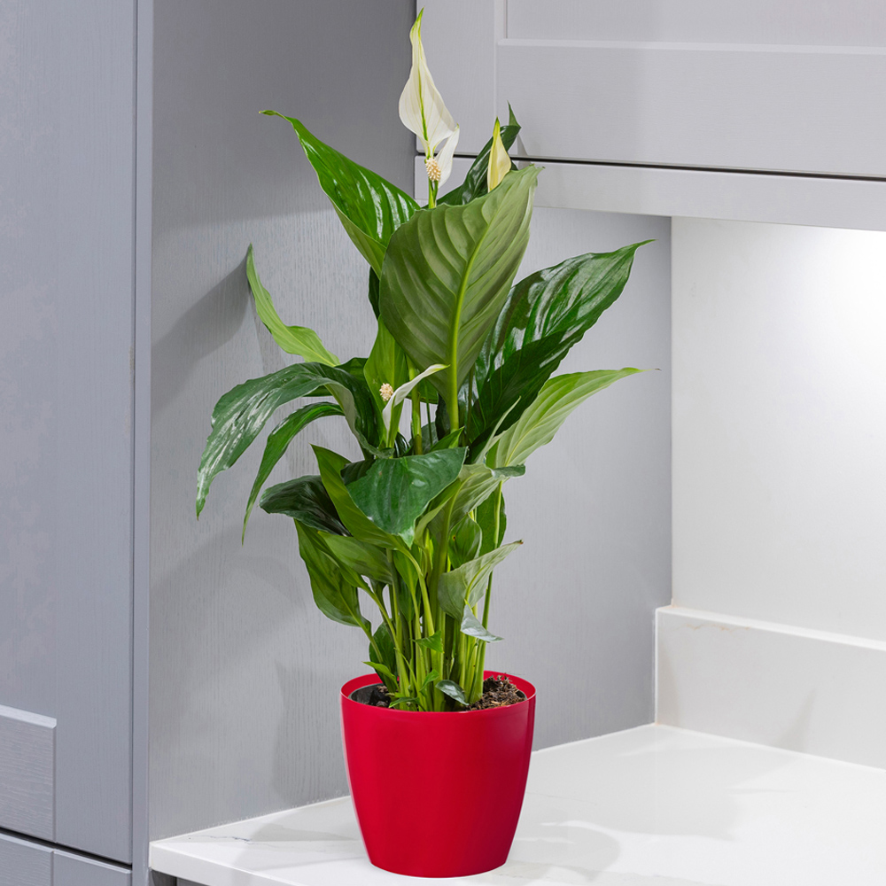 YouGarden Peace Lily with Red Pot Cover 13cm Image 1