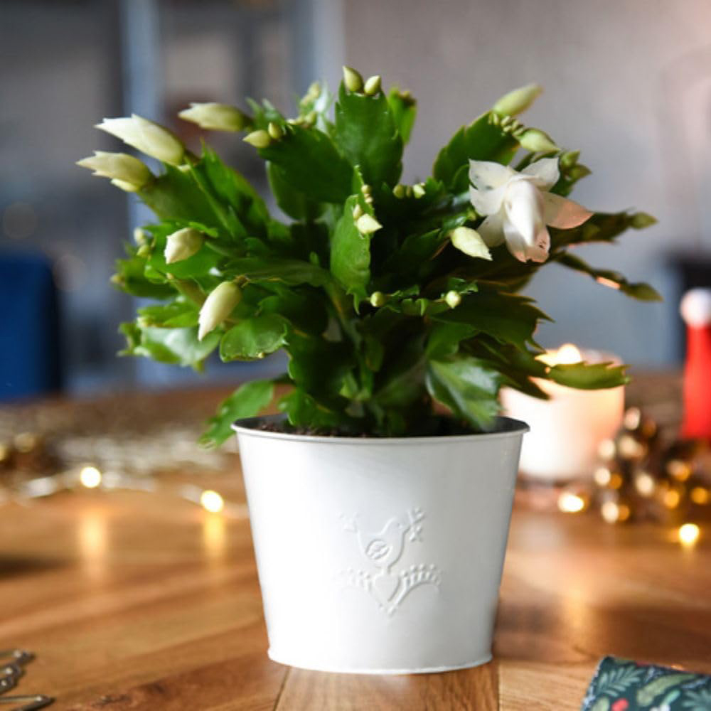 Thompson and Morgan Christmas Gift Cactus White Salvado Plant Pot 12cm 2 Pack Image 5