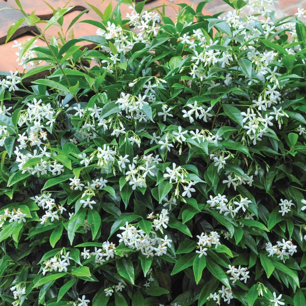 Thompson and Morgan Trachelospermum Jasminoides Plant Pot 2L 2 Pack Image 2
