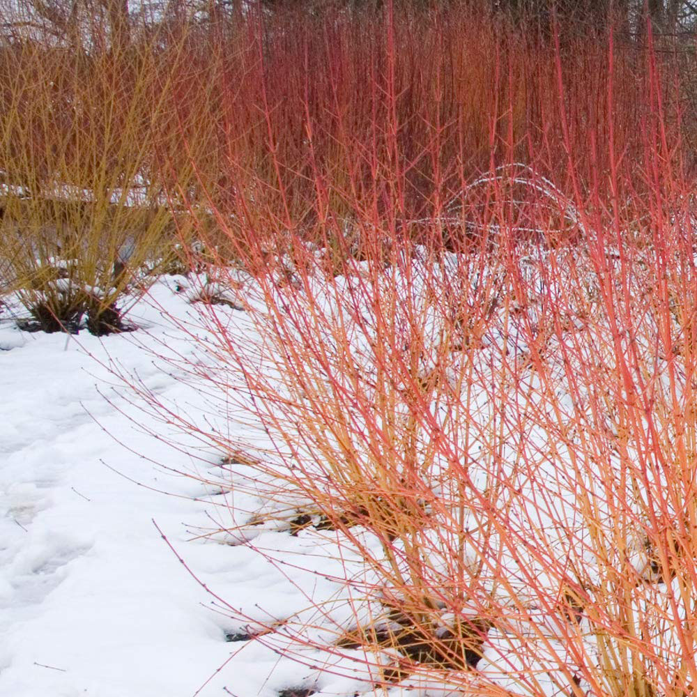 Thompson & Morgan Cornus Sanguinea Midwinter Fire Plant Pot 9cm Image 2