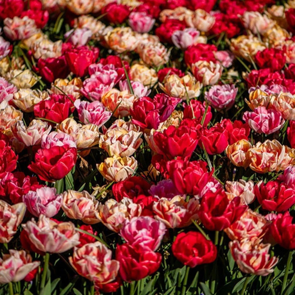 Thompson and Morgan Tulip Foxtrot Collection Planting Bulb 18 Pack Image 5