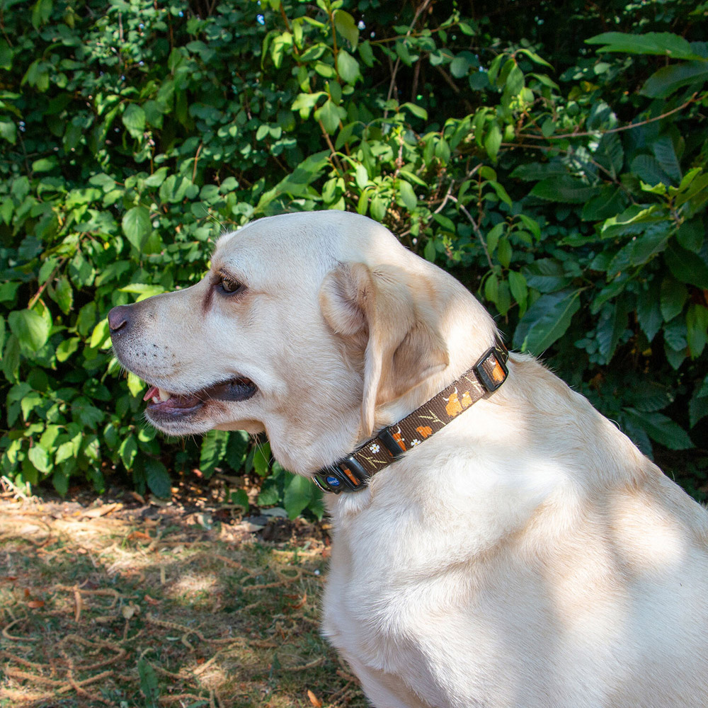 Soho Highland Cow Dog Collar Brown M Image 2