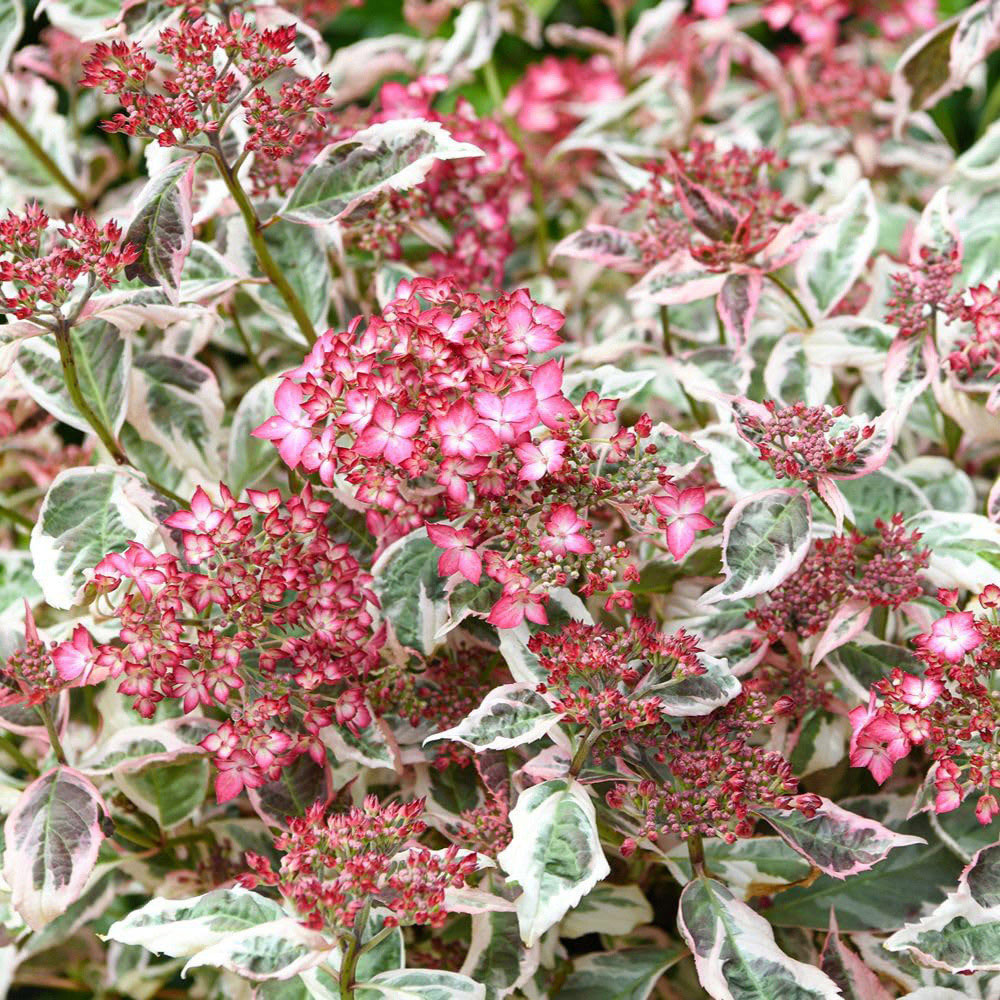 Thompson and Morgan Hydrangea Serrata Euphoria Pink Plant Pot 15cm 2 Pack Image 3
