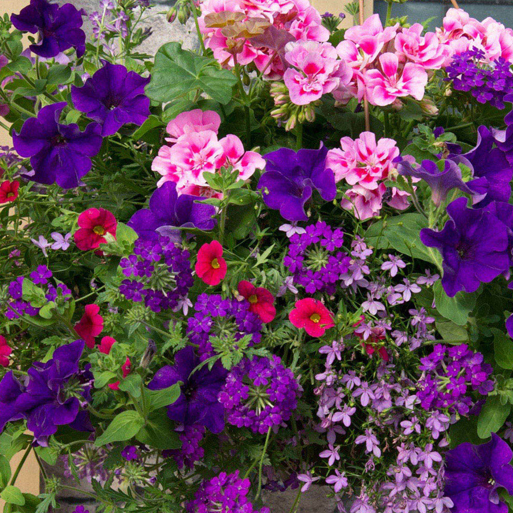 YouGarden Preplanted Summer Sensation Hanging Basket 25cm 2 Pack Image 1