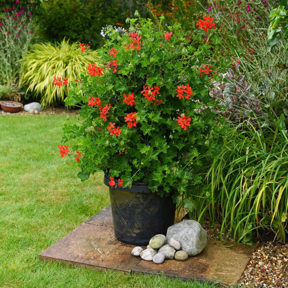 Thompson and Morgan Geranium Peltatum Red Plant Pot 10.5cm 2 Pack Image 4