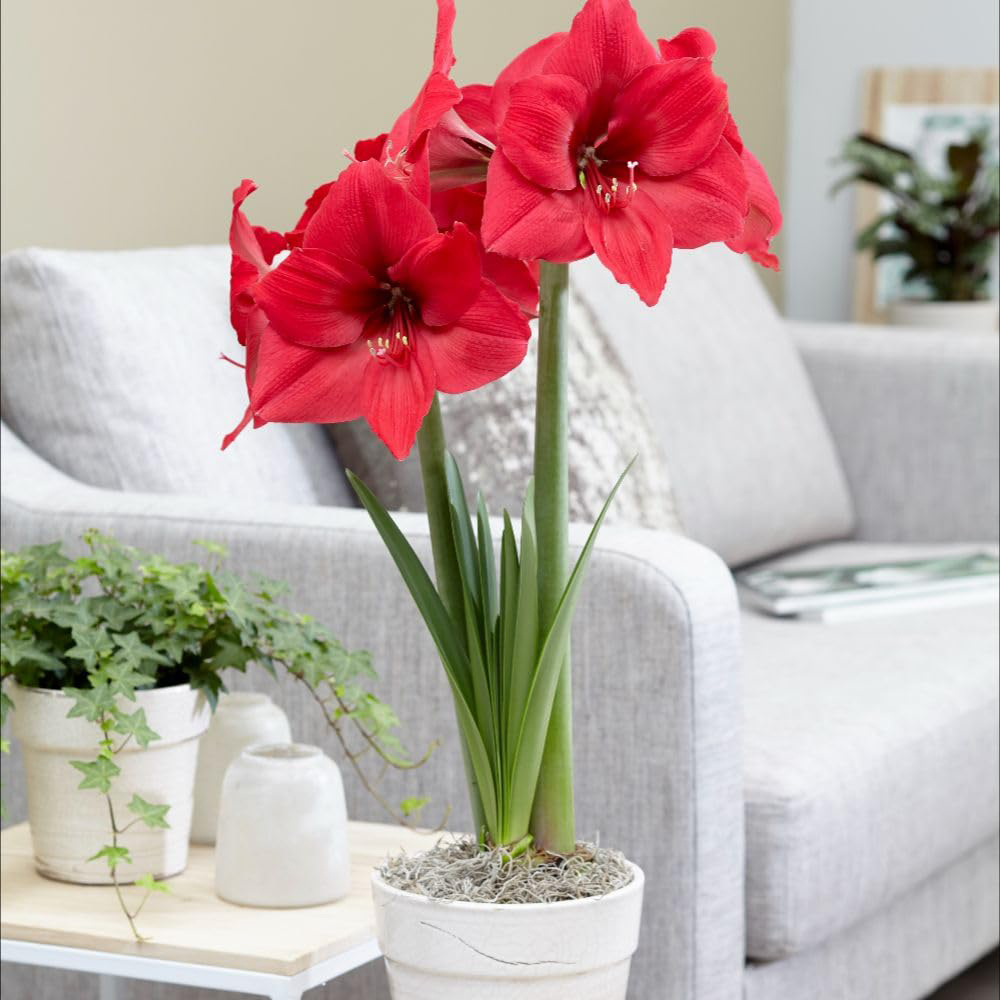 Thompson and Morgan Amaryllis Pleasure Bulb Image