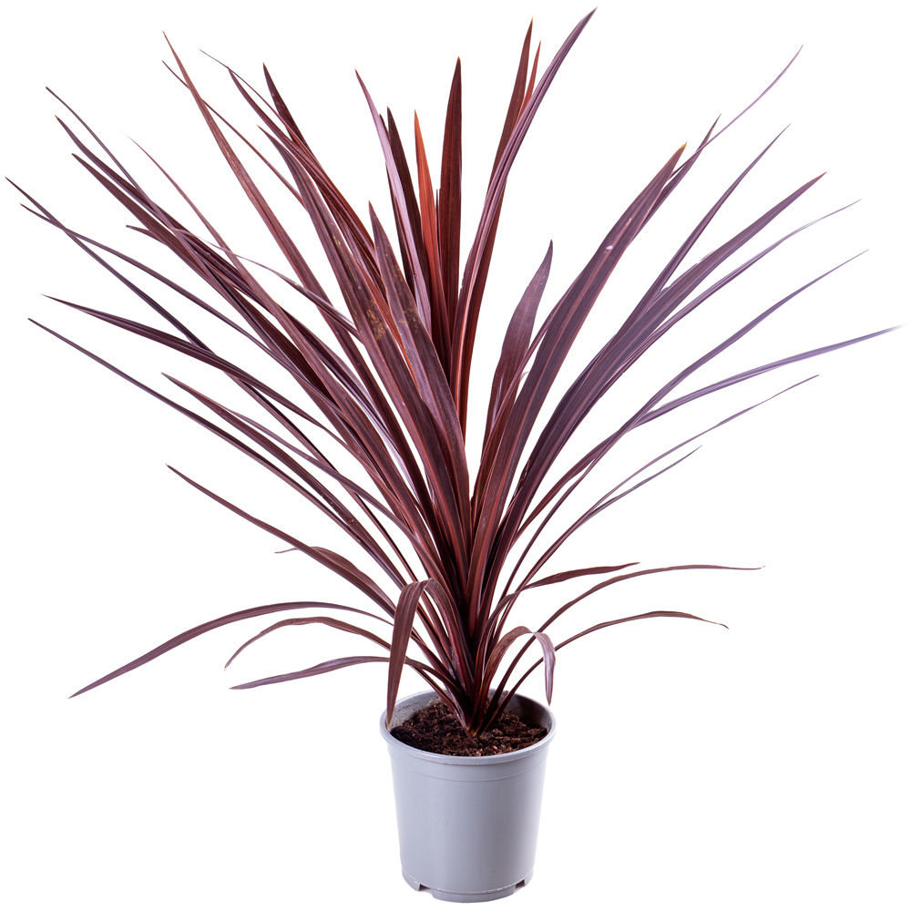 YouGarden Cordyline Australis Little Red Star Plant 17cm Image 2