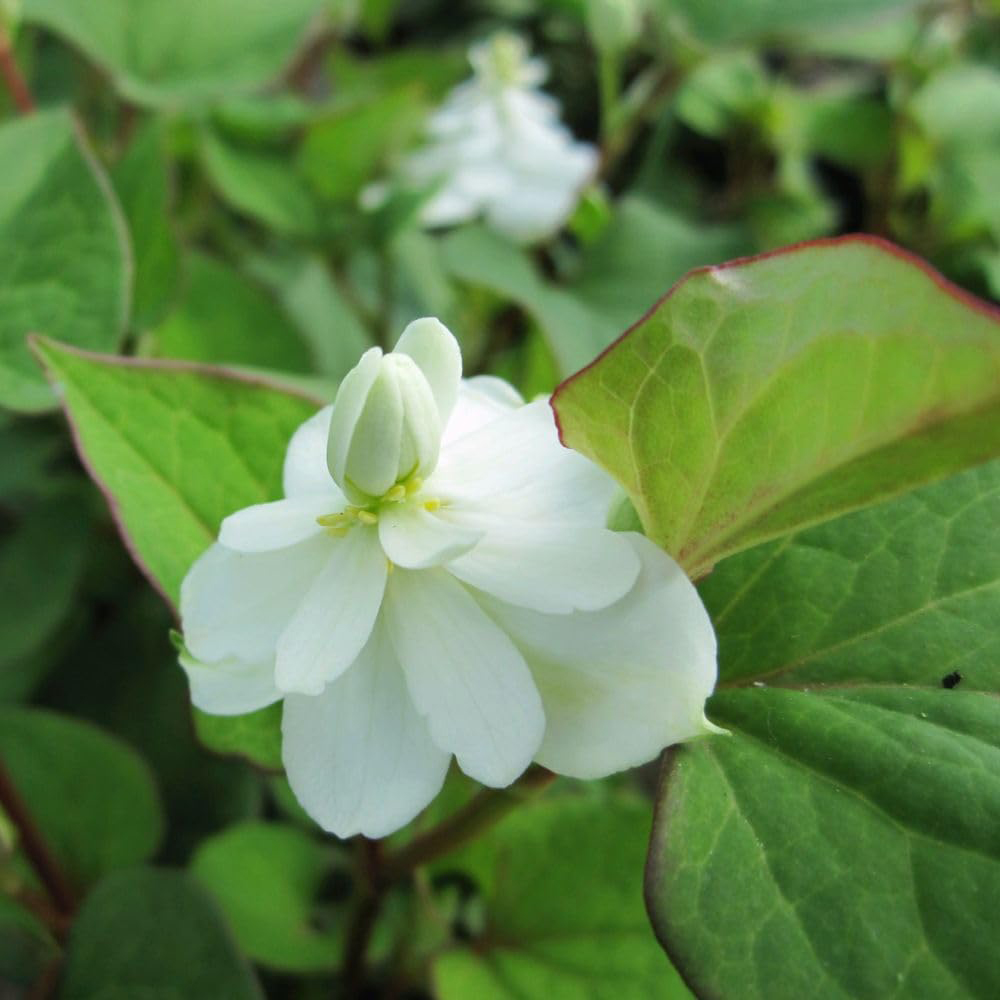 Thompson & Morgan Houttuynia Cordata Plena Plant Pot 9cm Image 2