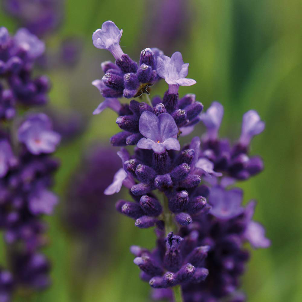 Thompson and Morgan Lavender Hidcote Plug Plant 48 Pack Image 1