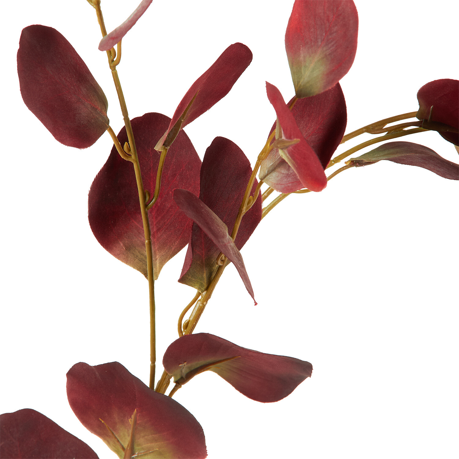 Assorted Eucalyptus Stem Image 3