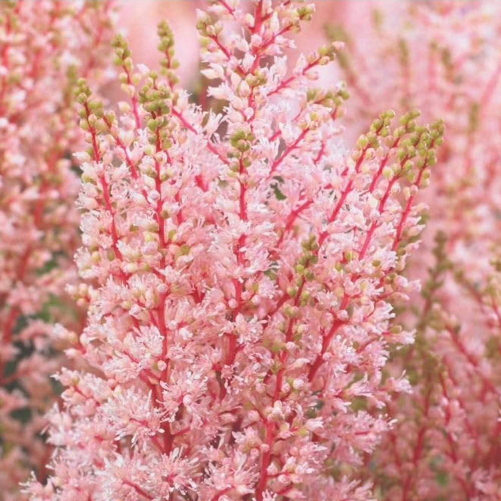 Thompson and Morgan Astilbe Look at Me Plant Pot 2L Image 1