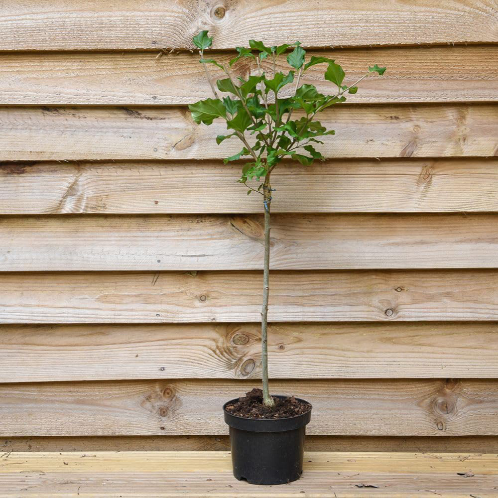 Thompson and Morgan Syringa Meyeri Palibin Plant Pot 60cm 2 Pack Image 2