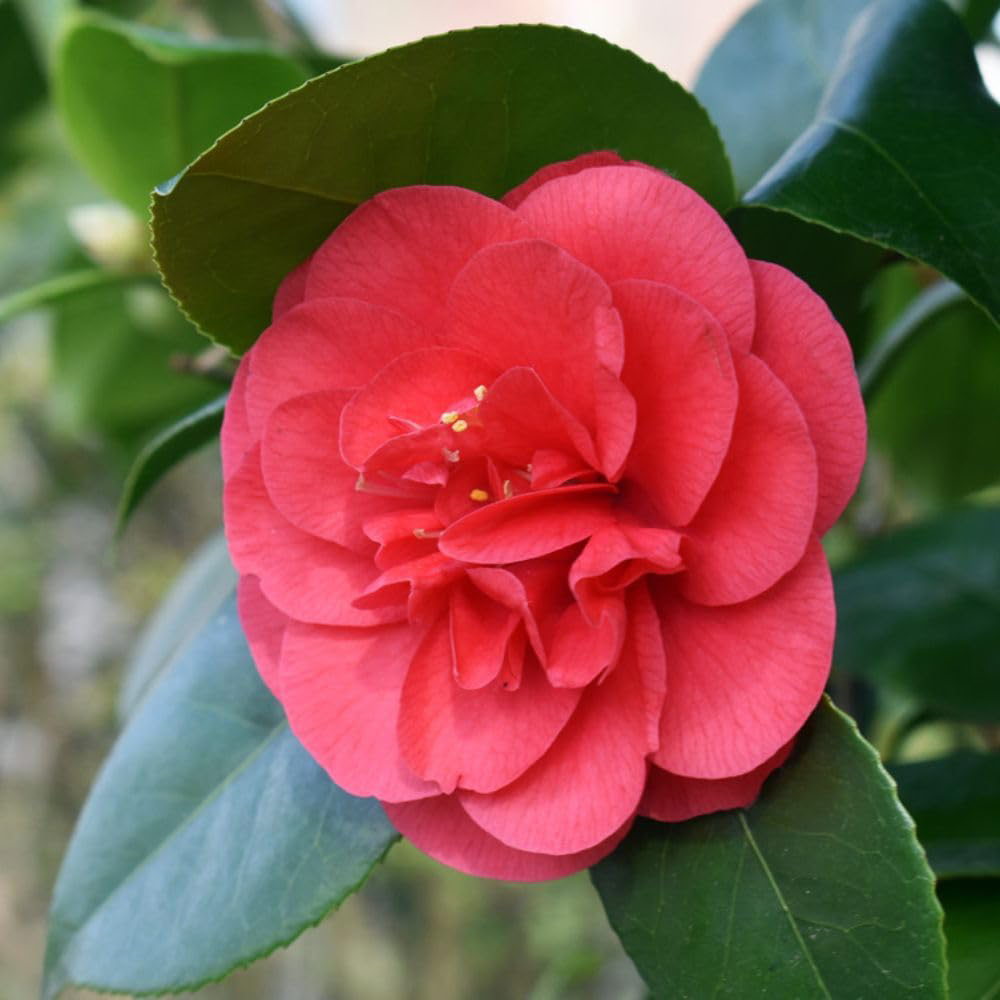 Thompson and Morgan Camellia Blooming Wonder Red Gift Plant Pot 15cm 2 Pack Image 3