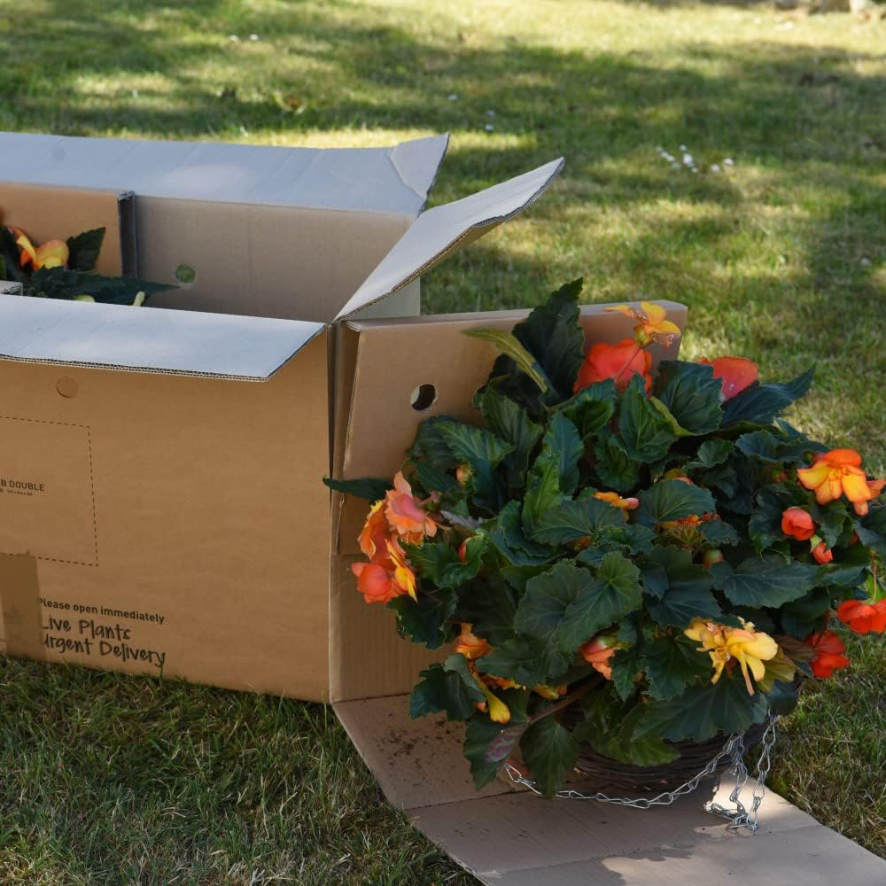 Thompson and Morgan Begonia Apricot Shades Preplanted Hanging Basket 25cm 4 Pack Image 4
