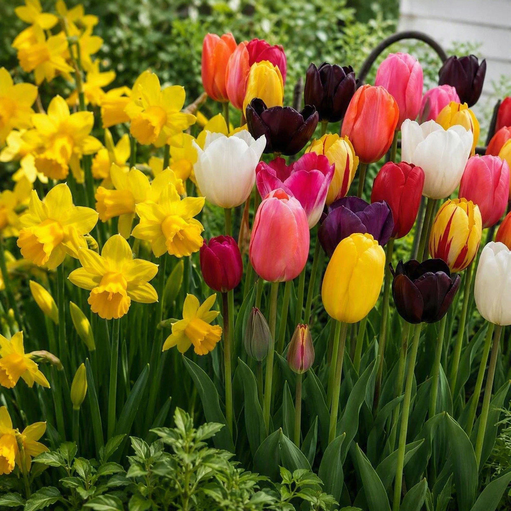 Thompson and Morgan Bestsellers Duo Planting Bulb 28 Pack Image 3