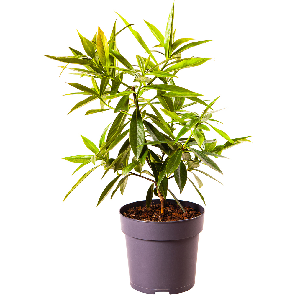 YouGarden Daphne Perfume Princess Plant Pot Image 4