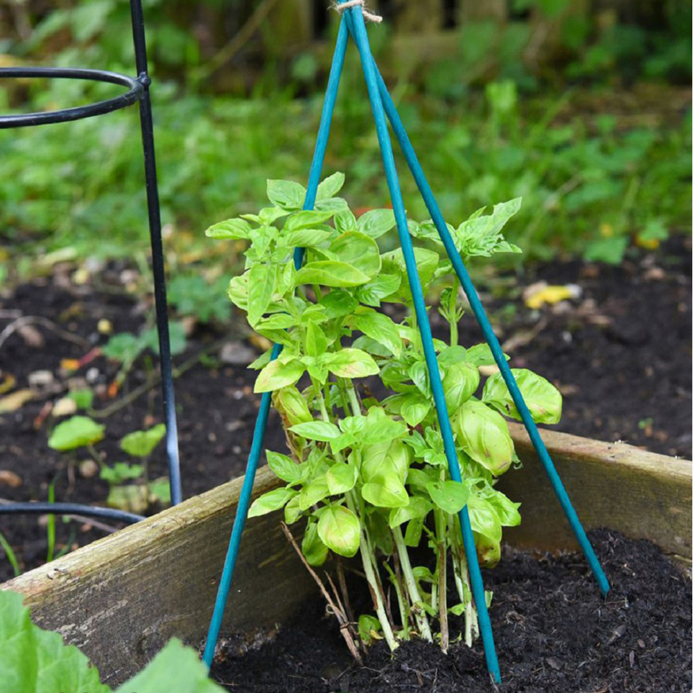 Garden Gear 20cm Green Plant Canes 25 Pack Image 2