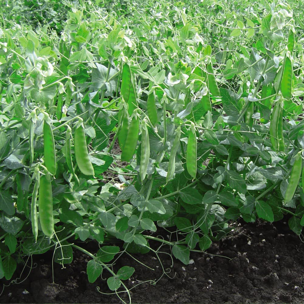 Thompson and Morgan Pea Mangetout Sweet Horizon Seeds Image 3