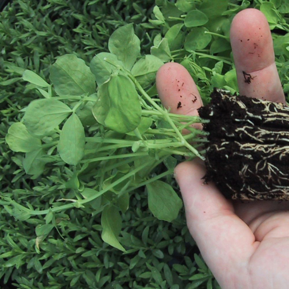 Thompson and Morgan Sweet Pea Matucana Cupani Premium Multisown Plug 6 Pack Image 2