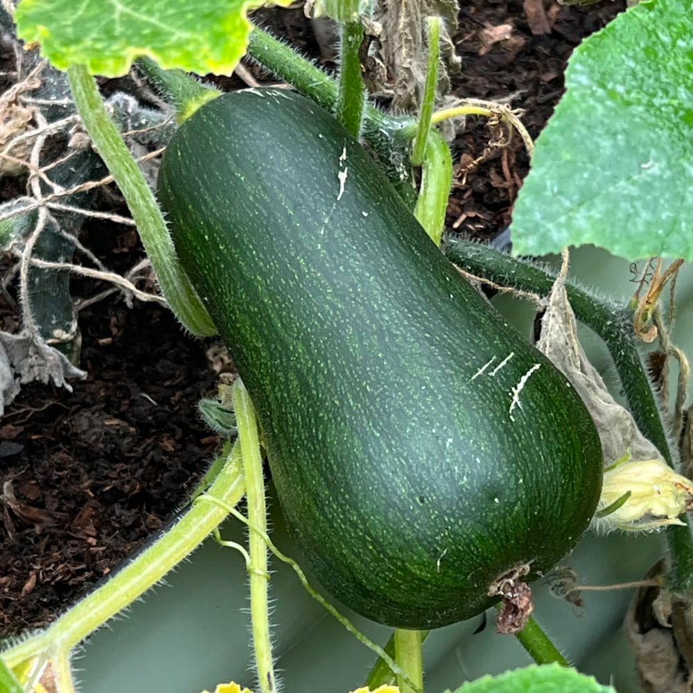 Thompson and Morgan Butternut Squash Inca Gold F1 Seeds Image 1