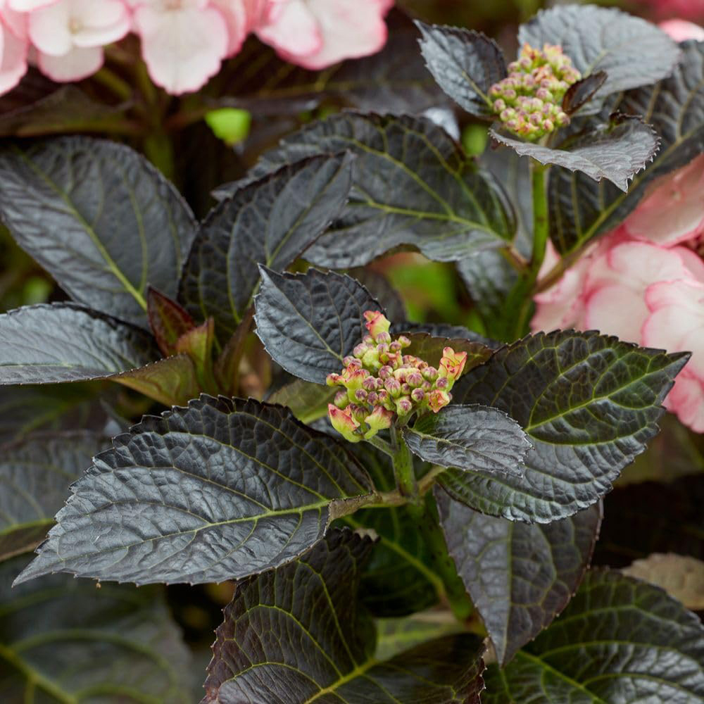 Thompson and Morgan Hydrangea Macrophylla Midnight Pearl Plant Pot 2L Image 3