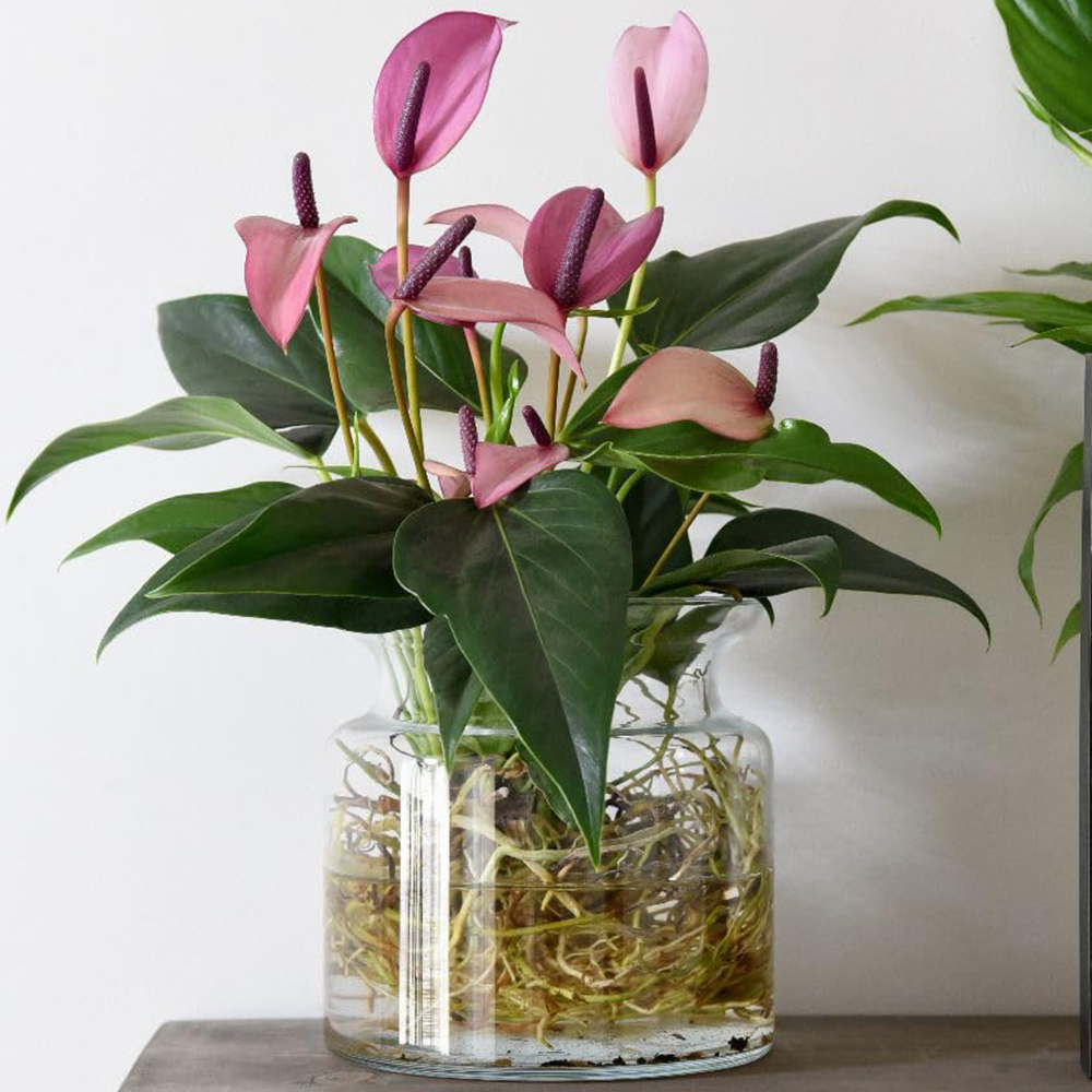 Thompson and Morgan Anthurium Aqua Pink in Sierglass Plant Pot 12cm 2 Pack Image 1