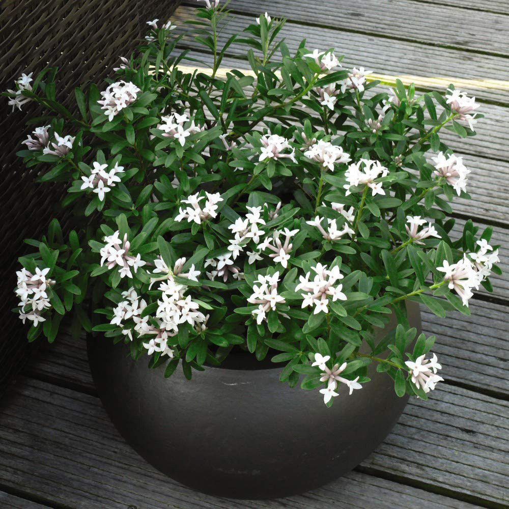 Thompson and Morgan Daphne Transatlantica Eternal Fragrance Blafra Pot 9cm Image 2