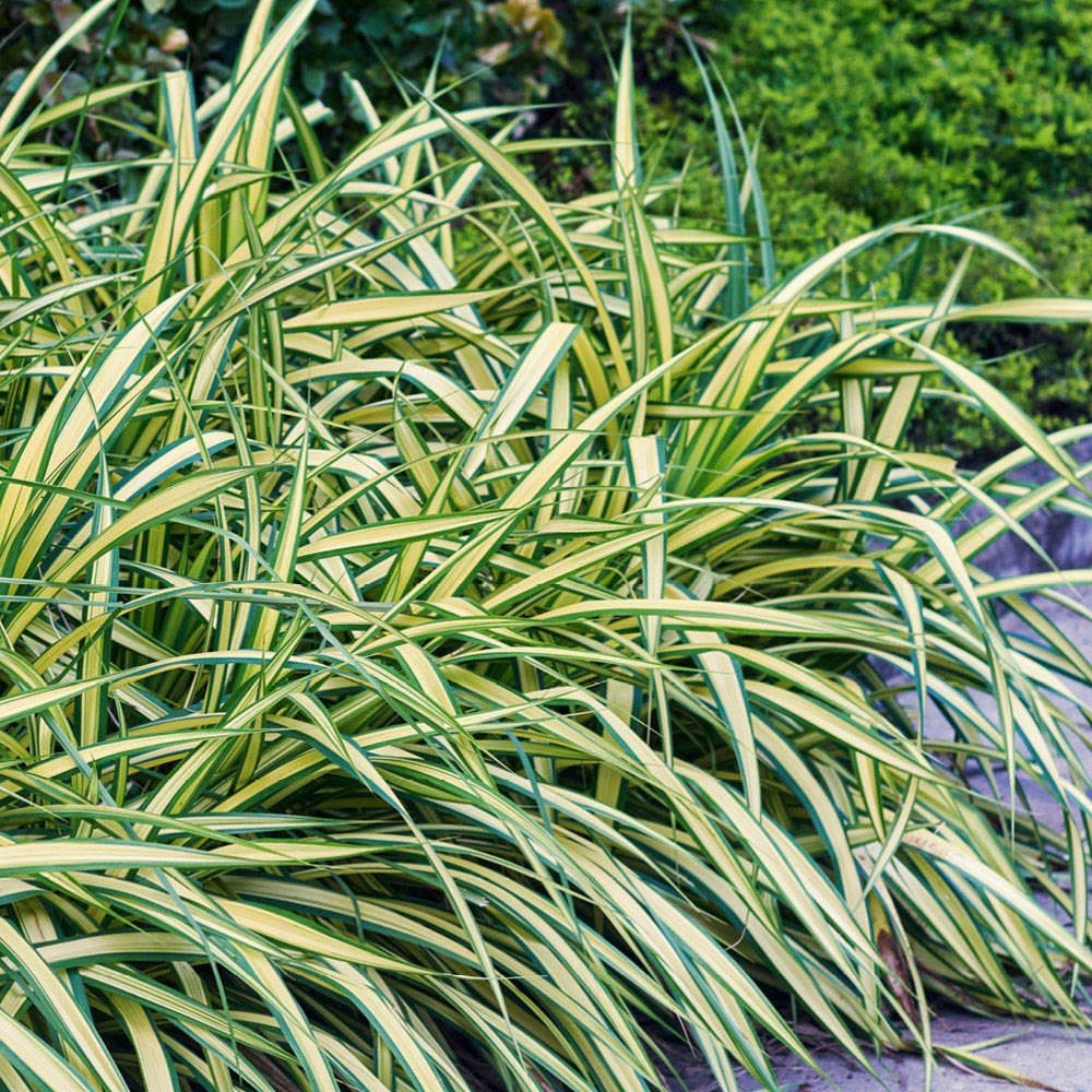 YouGarden Japanese Sedge Grass Carex Evergold Plant Pot 9cm 3 Pack Image 1