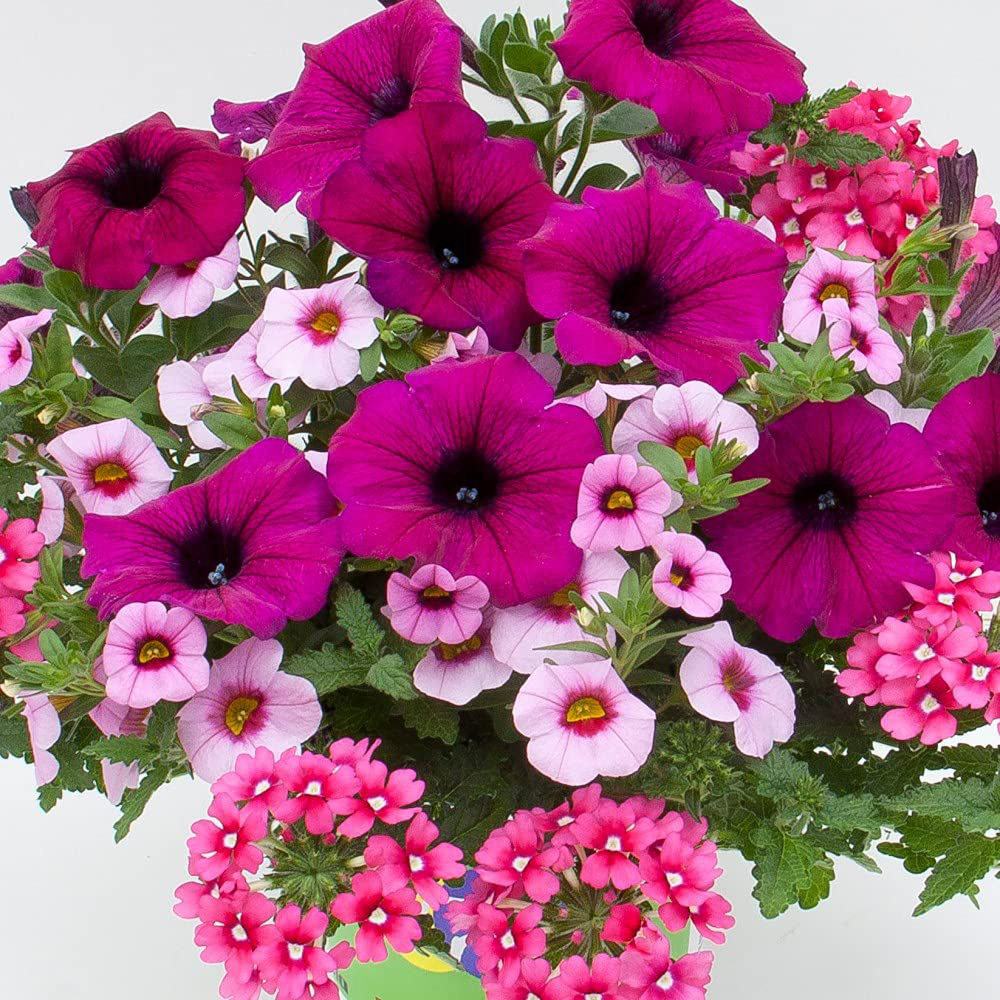 Thompson and Morgan Eton Mess Preplanted Hanging Basket 25cm Image 4