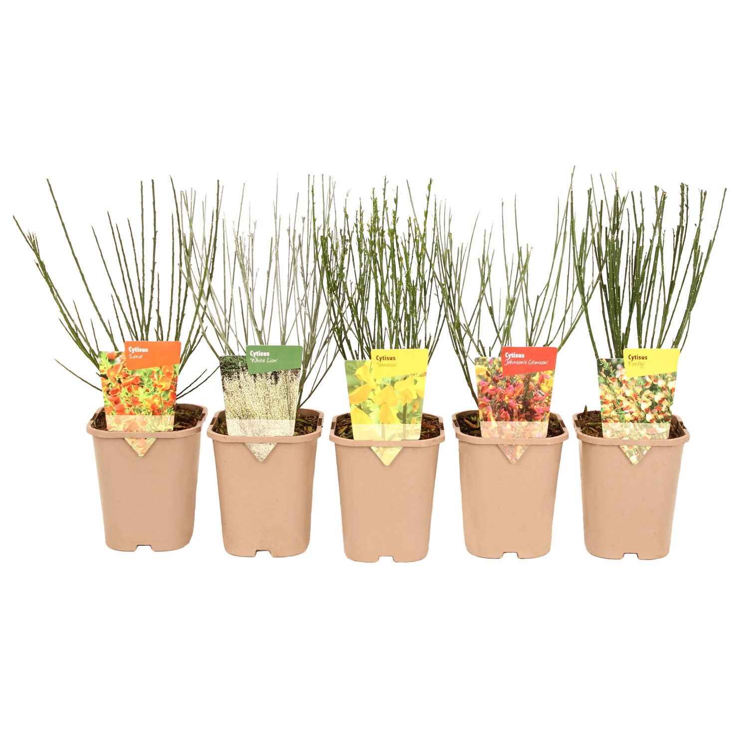 Hardy Starter Cytisus Shrub  - Green Image