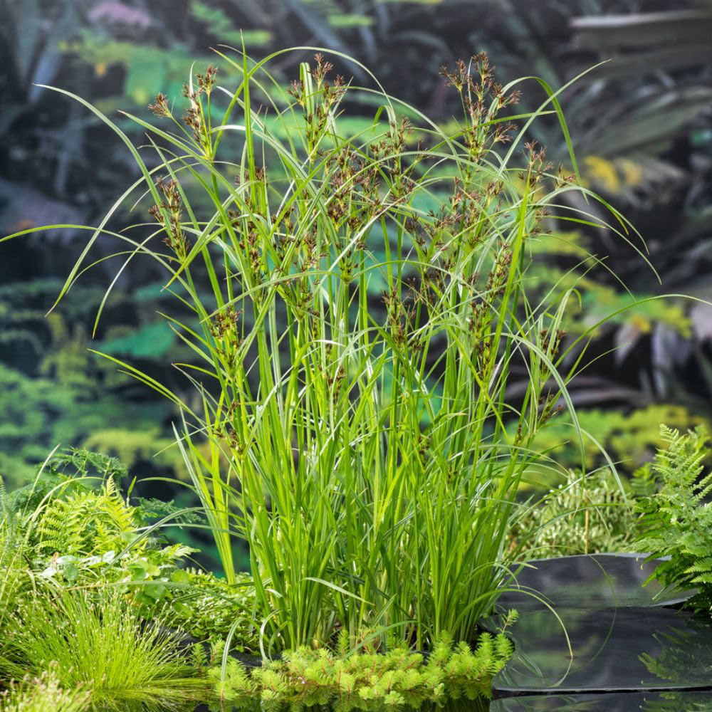 Thompson and Morgan Cyperus Longus Plant Pot 9cm 3 Pack Image 2