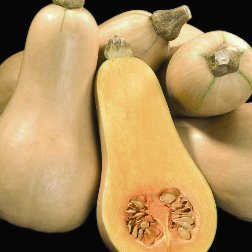 Thompson & Morgan Butternut Squash Hunter Seeds Image 2