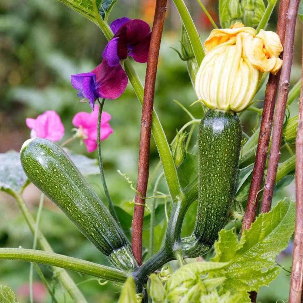 Thompson & Morgan Courgette Black Forest F1 Hybrid 4 Seeds Packet Image 3