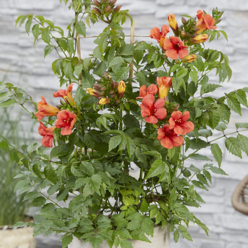 Thompson and Morgan Campsis Trumpet Fire Plant Pot 2L 2 Pack Image 2