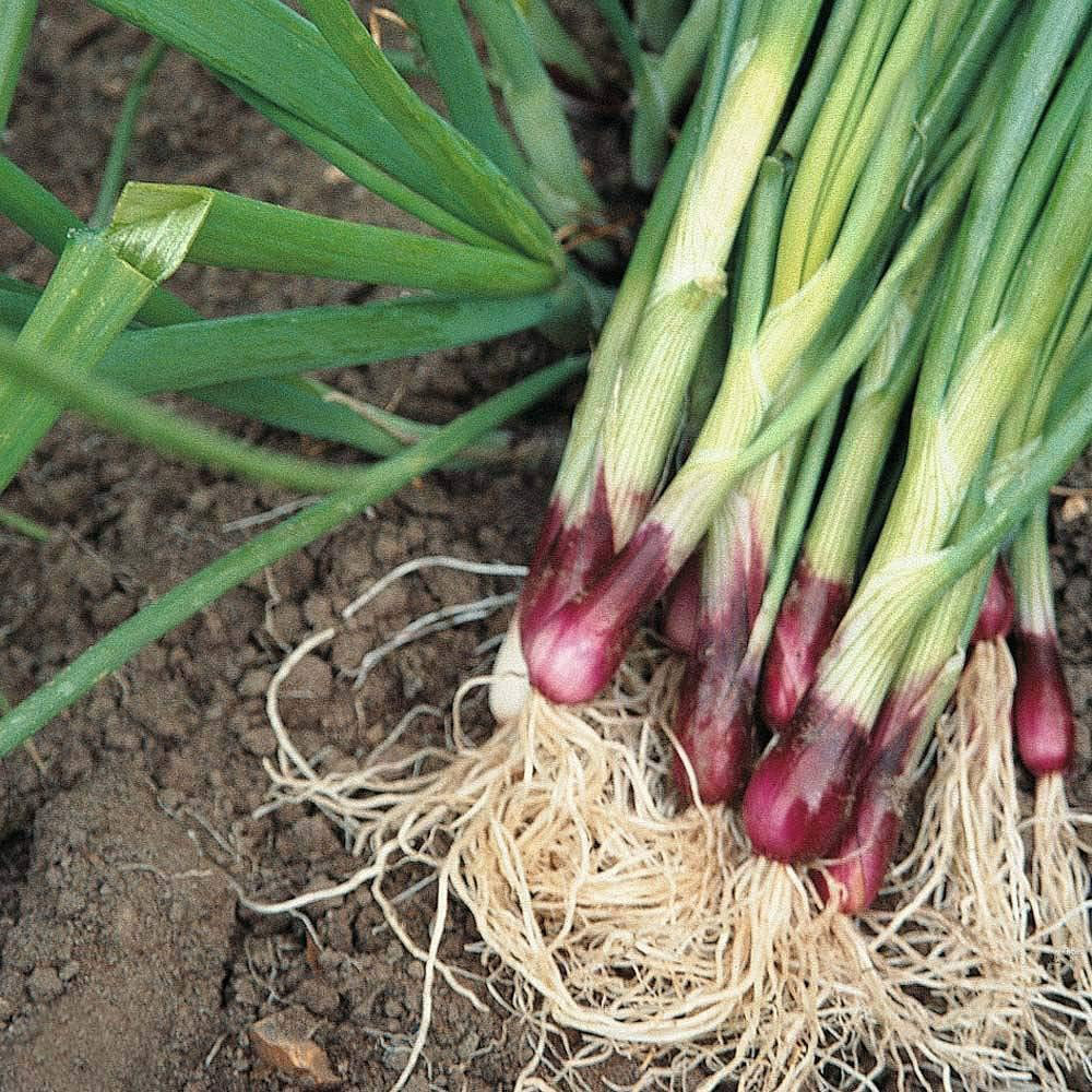 Thompson & Morgan Spring Onion Lilia 500 Seeds Packet Image 1