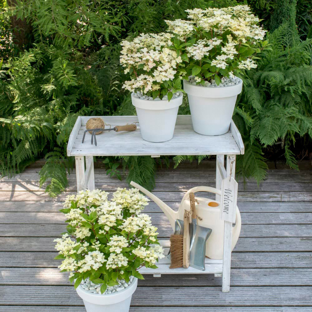 Thompson and Morgan Hydrangea paniculata Polestar Ophelia Plant Pot 3L Image 6