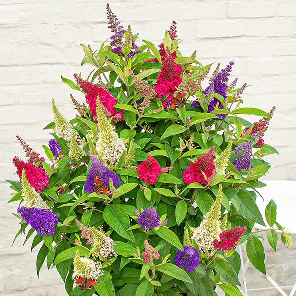 Thompson and Morgan Buddleja Butterfly Candy Festival Plant Pot 3L 2 Pack Image 1
