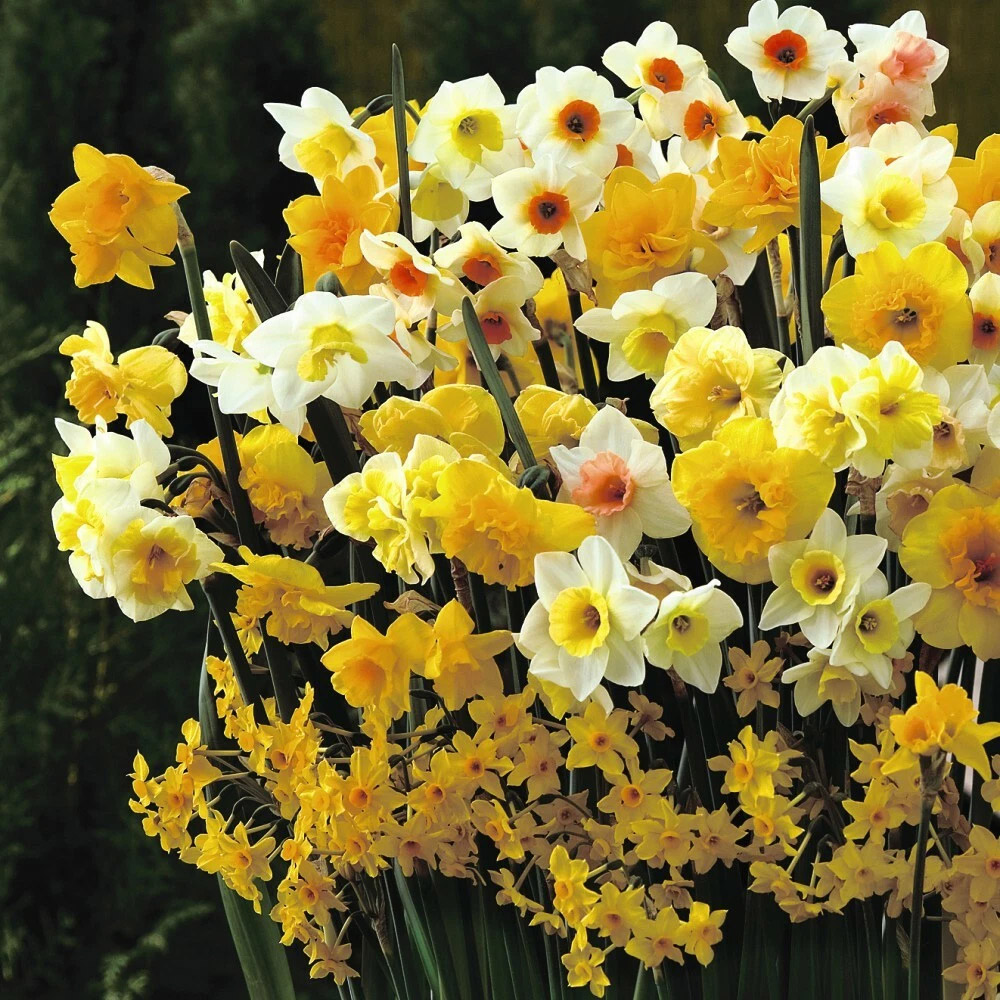 Thompson and Morgan Daffodil Sweet Aroma Mixed Spring Planting Bulb 32 Pack Image 6