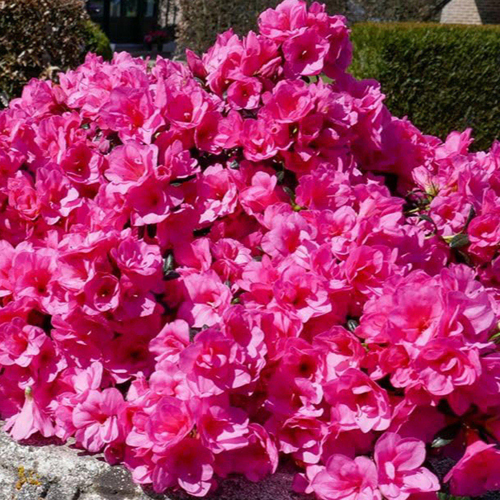 Thompson and Morgan Azalea Cascadula Bright Fuchsia Plant Pot 19cm 2 Pack Image 1