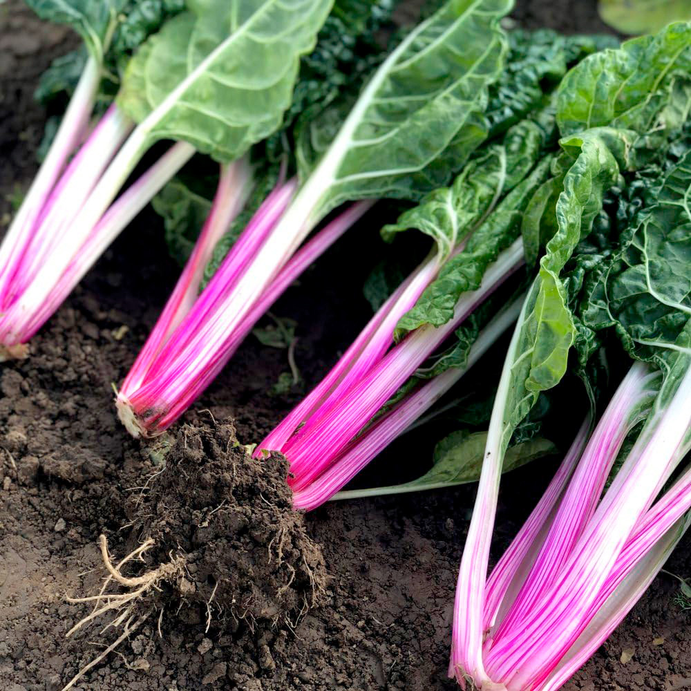 Thompson & Morgan Swiss Chard Peppermint Seeds Image 1