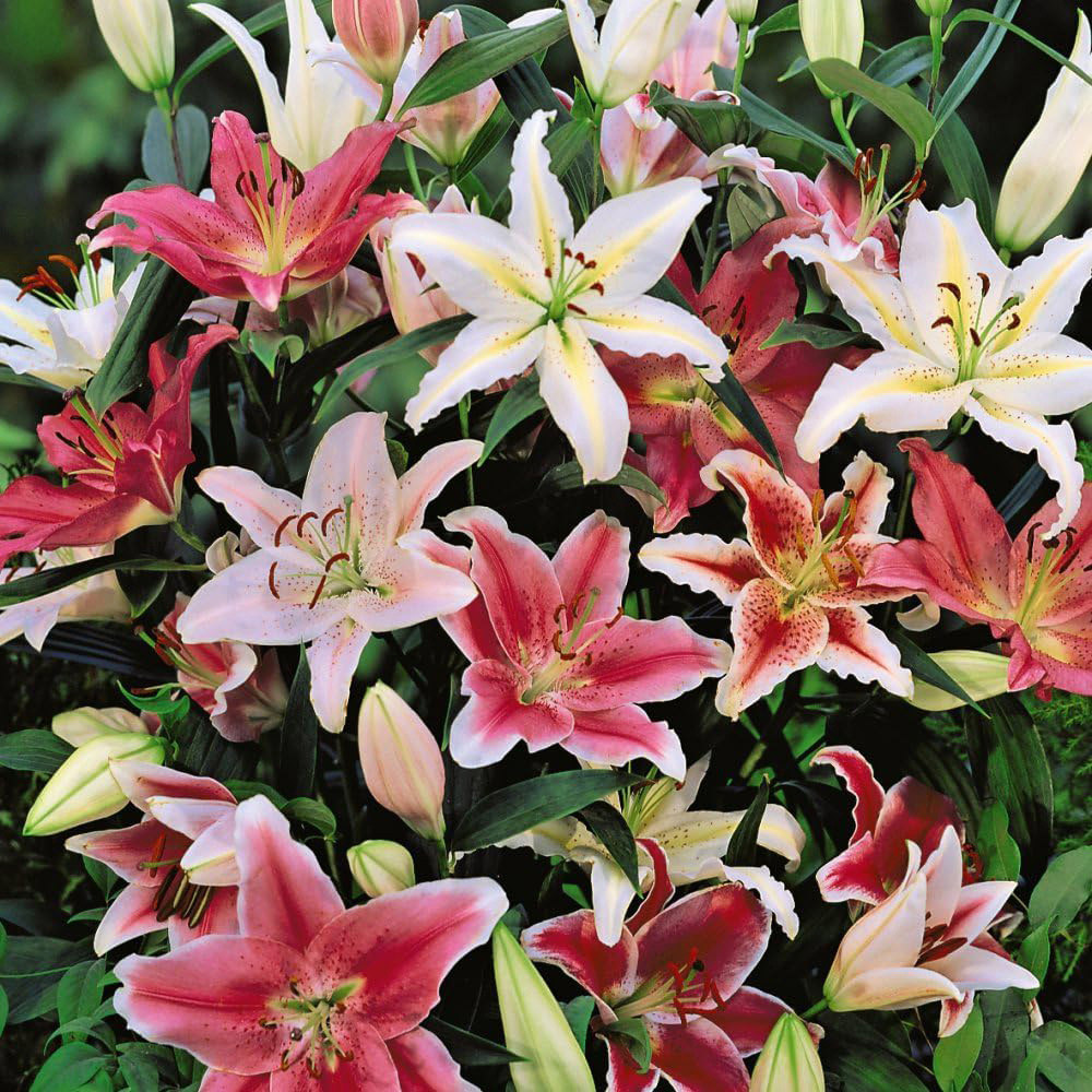 Thompson and Morgan Lily Oriental Bumper Mix Planting Bulb 100 Pack Image 1