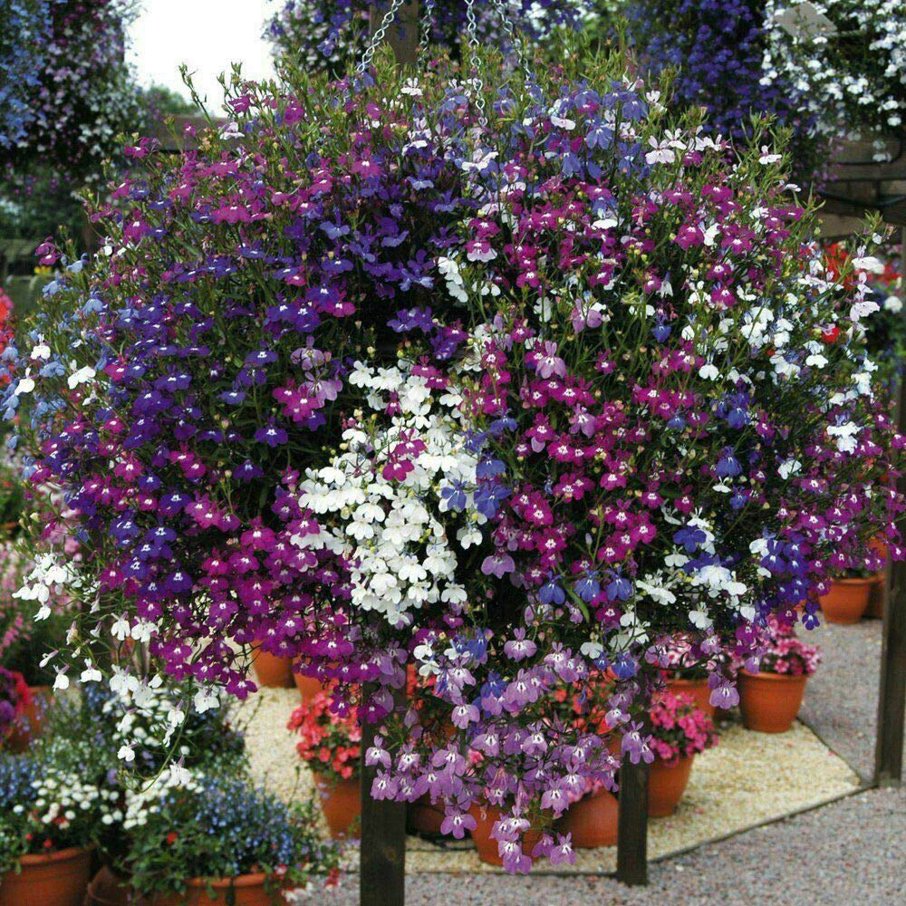 Thompson and Morgan Nurserymans Choice Hanging Basket Mixed Postiplugs 10 Pack Image 2