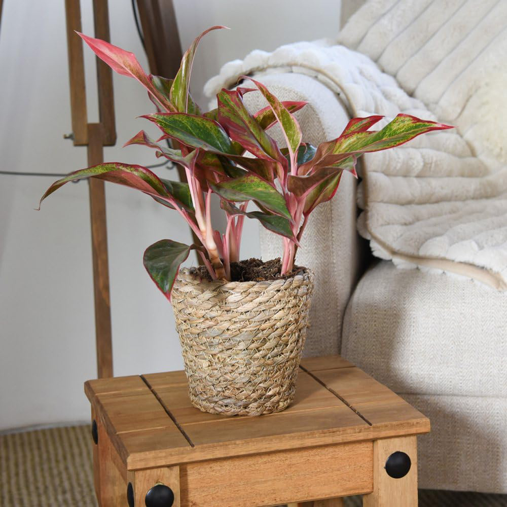 Thompson and Morgan Aglaonema Crete Plant Pot 12cm Image 2