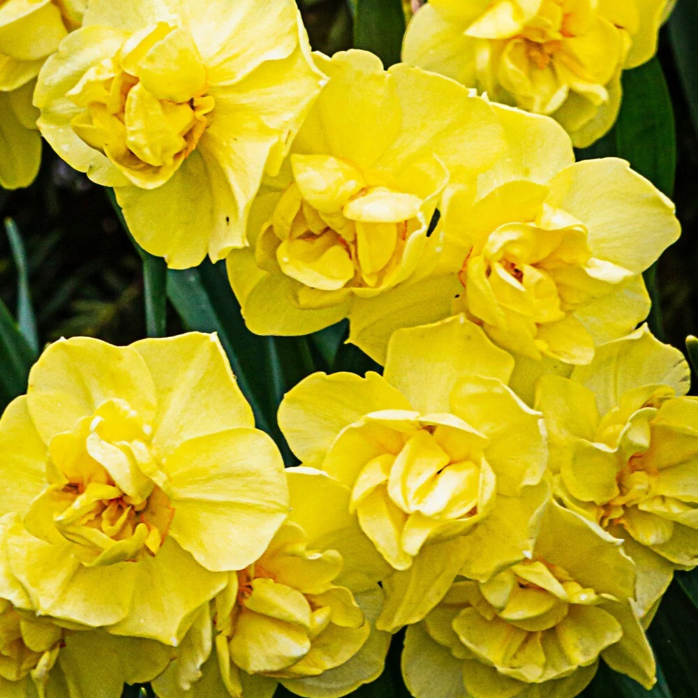 Thompson and Morgan Daffodil Cheerfulness Yellow Planting Bulb 32 Pack Image 3