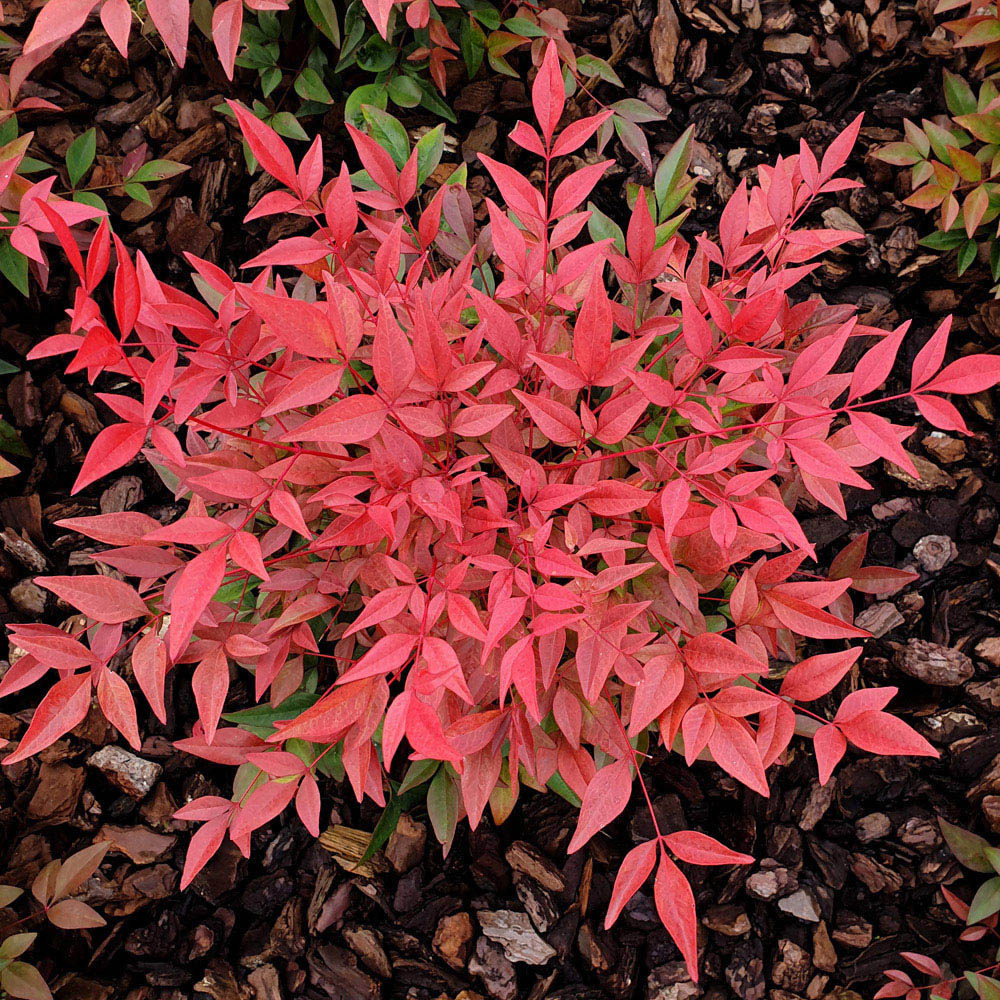 YouGarden Nandina Obsessed Heavenly Bamboo Plant Pot 15cm Image 1