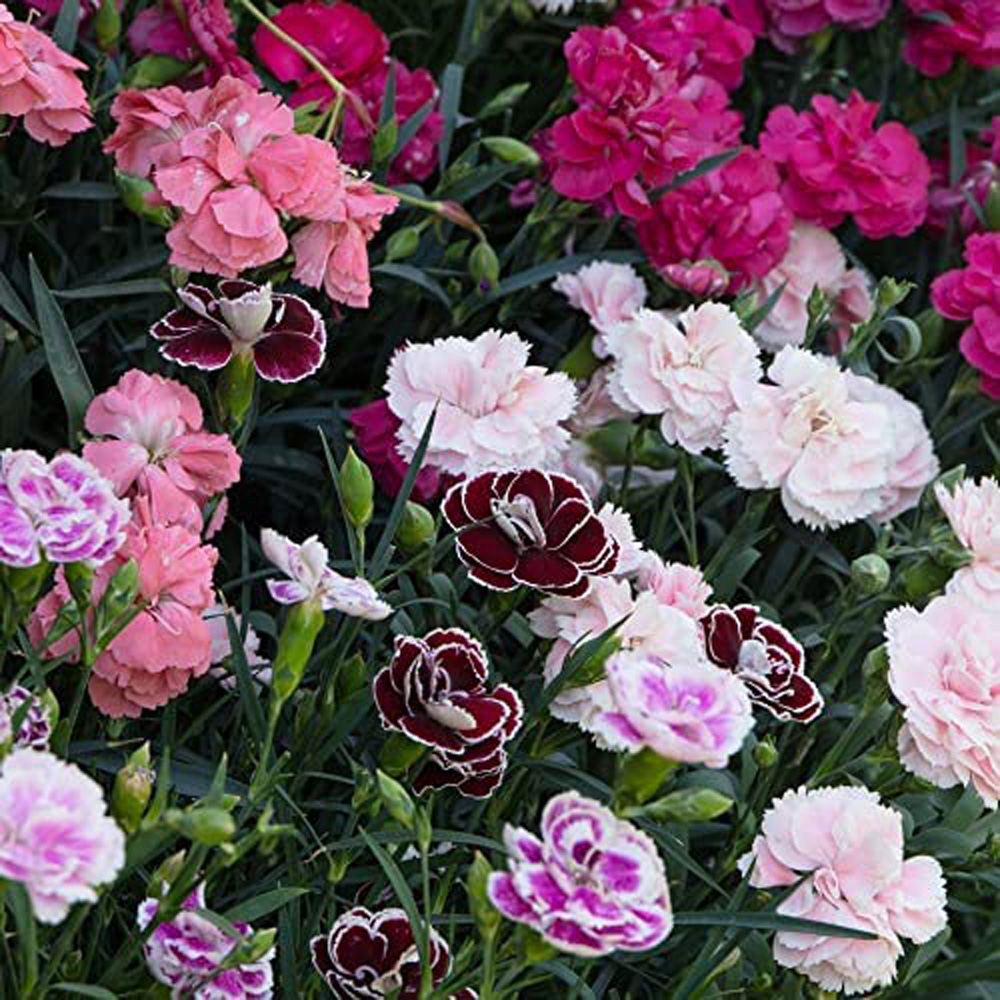 Thompson and Morgan Dianthus Caryophyllus Scented Pleasures Collection Postiplugs 10 Pack Image 3