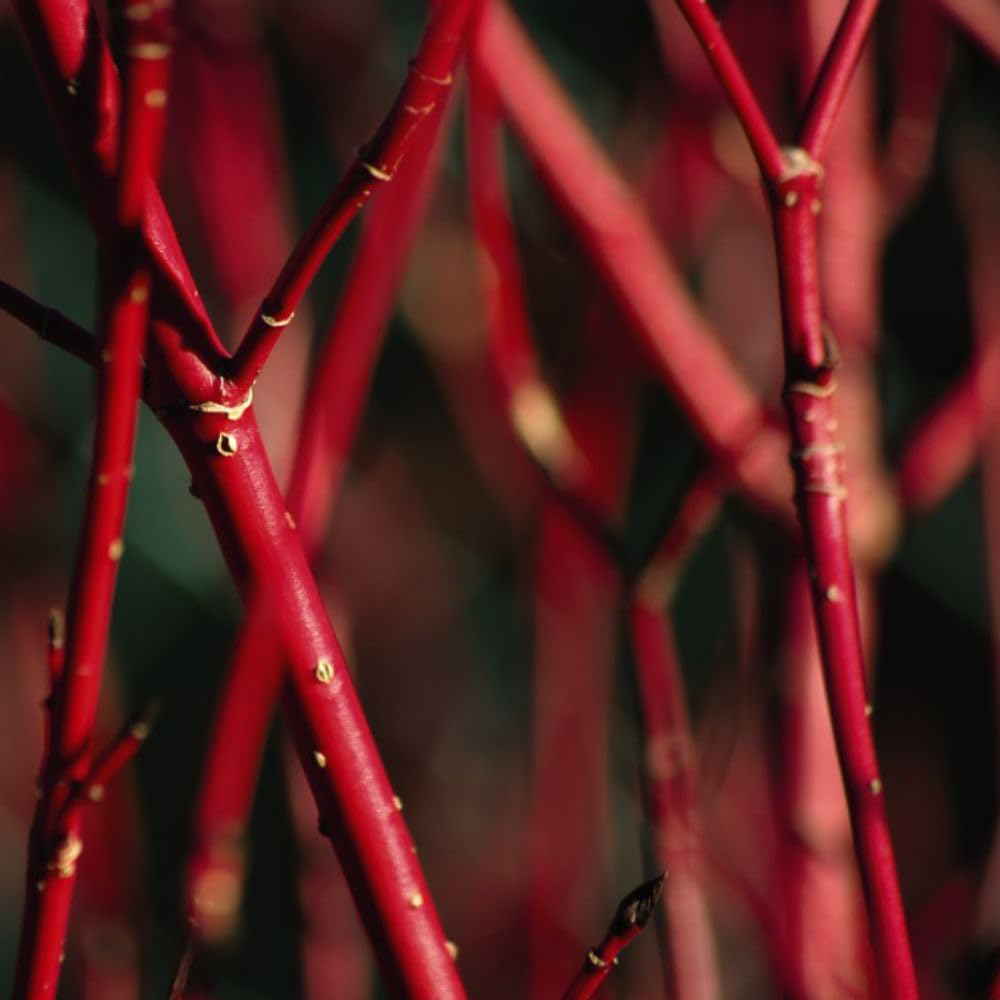 Thompson and Morgan Cornus Winter Duo Plant Pot 9cm 2 Pack Image 2