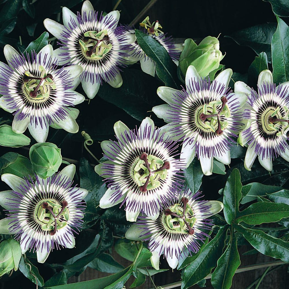 Thompson and Morgan Passiflora Caerulea Hoop Plant Pot 13cm Image 4